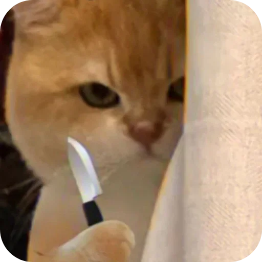 Telegram stiker 🐱 Abhinava 😁 @shalinipaglu