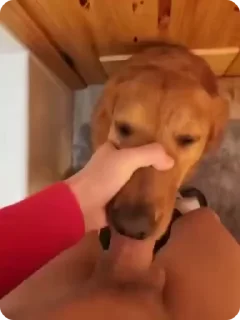 Video sticker 👅 Good pupps @bestialityC