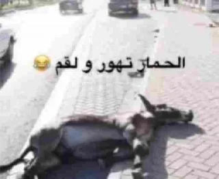 Telegram sticker 😋 بوبجي