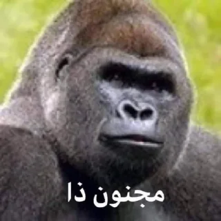 Video sticker 🚑 بوبجي