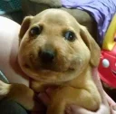 Video sticker 😦 doggos