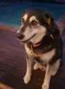 Video sticker 🙂 doggos