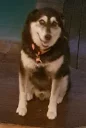 Video sticker 😳 doggos