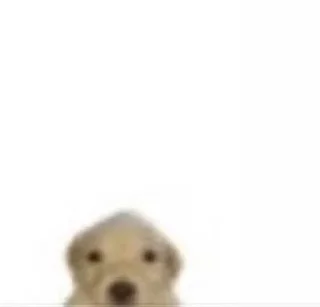 Video sticker ‼️ ghost pepper