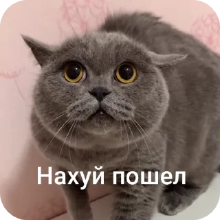 Telegram sticker 🐱 Сборник анекдотов