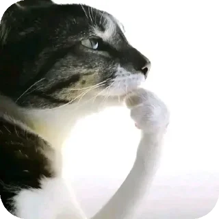 Sticker 🐱 Тралалератралала :: @fStikBot