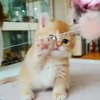 Video sticker 🐈 @Ur_aaryan @TgEmoj...