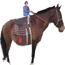 Telegram sticker 🐴 ancapeta