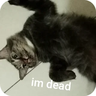 Sticker 🐱 ; 𝓢𝓱𝓪’𝓼 𝓼𝓽𝓲𝓬𝓴𝓮𝓻𝓼🌀