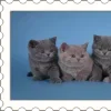 Video sticker 🤩 ꒰ 🅂𝒕𝒂�...