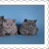Video sticker 🤩 ꒰ 🅂𝒕𝒂�...