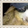Video sticker 🐑 ꒰ 🅂𝒕𝒂�...