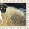 Video sticker 🐑 ꒰ 🅂𝒕𝒂�...