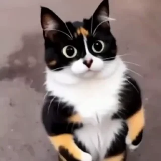 Video sticker 😊 Куки2|@V_Rzhnsk