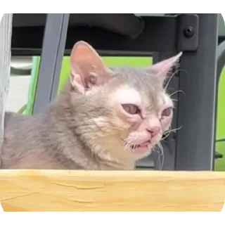 Video sticker 👍 Gatos diferenciado