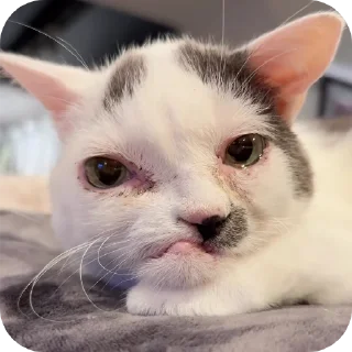 Telegram sticker 🐱 Gatos diferenciado..
