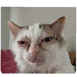 Video sticker 🐱 Gatos diferenciado