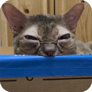 Video sticker 🐱 Gatos diferenciado