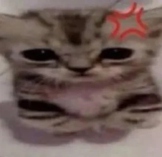 Telegram stiker 😫 @qeioer بثاثينات زيونه 😼