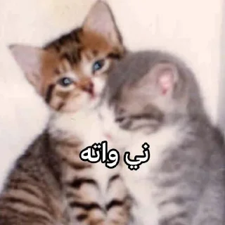 Video sticker 🎮 @qeioer بثاثينات زيونه 😼