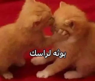 Video sticker 😺 @qeioer بثاثينات زيونه 😼