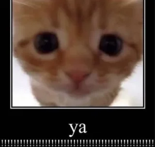 Telegram stiker 😅 @qeioer بثاثينات زيونه 😼