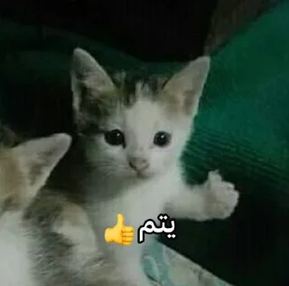 Video sticker 🚗 @qeioer بثاثينات زيونه 😼