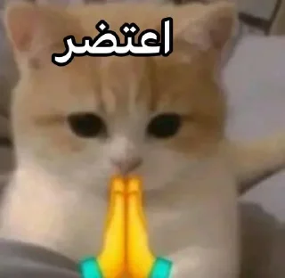 Sticker 🌷 @qeioer بثاثينات زيونه 😼