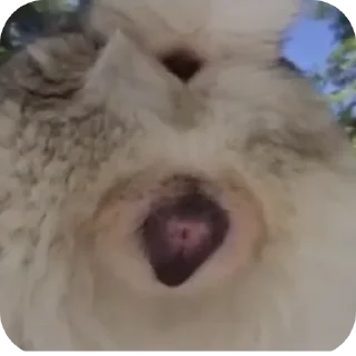 Telegram sticker 👄 Paraphilia