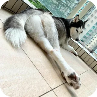 Video sticker 🐱 Paraphilia