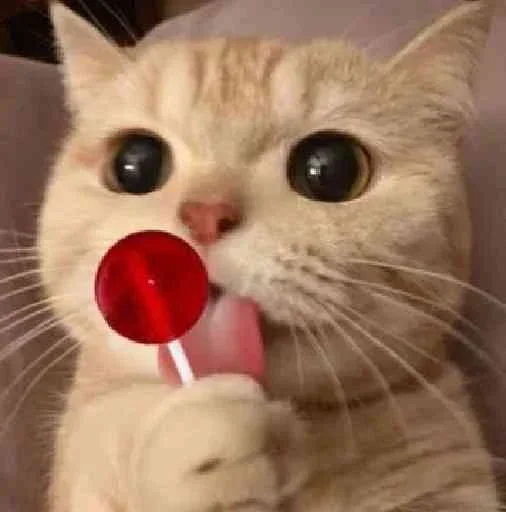 Telegram sticker 🍭 𓆩〬➤⃝ ⃝⃪⃕ꭗ‌‌𝆺꯭𝅥⛧‌ٖٖٖٖٖٖٜٖٖٖٖ᪵᪳༎ࠫ٭⃪꯭꯭⃜💞𝓖𝓪𝓽𝓲𝓽𝓪🌷𝓛𝓲𝓷𝓭𝓪💞𝐃's sticker pac