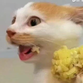 Video sticker 😂 коты