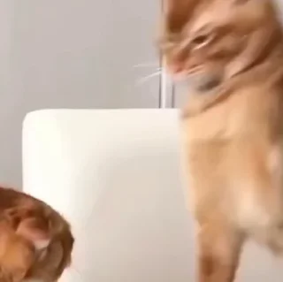 Video sticker 😡 коты