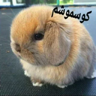 Telegram sticker 😒 @hmrazkhanoom |بگو همرازخانوم عادت کنی