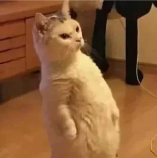 Video sticker 😠 @hmrazkhanoom |بگو همرازخانوم عادت کنی