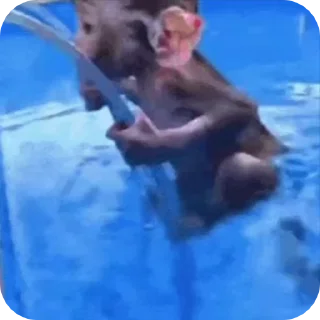 Video sticker 🐒 лохинка живе
