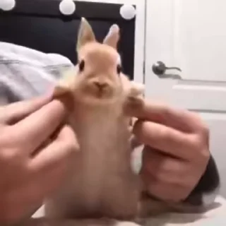 Video sticker 🥛 Больше стикеров тут: @stikery_emodzi_memy