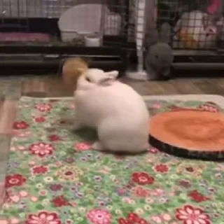 Video sticker 🥛 Больше стикеров тут: @stikery_emodzi_memy