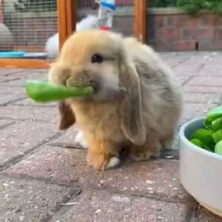 Video sticker 🥛 Больше стикеров тут: @stikery_emodzi_memy