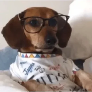 Video sticker 😐 Animais fofinhos :: @fStikBot