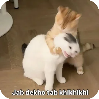 Telegram sticker 🐶 Annacriticizes @superciliousbutterfly