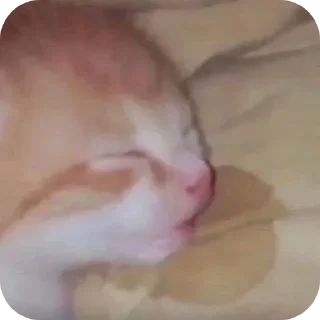 Video sticker 🤲 Oxente.