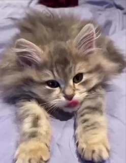 Video sticker 🌟 🦌 Naval Deer :: @fStikBot