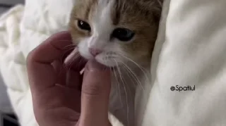 Video sticker 🌟 🦌 Naval Deer :: @fStikBot