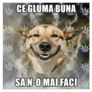 Video sticker ℹ️ [ᴀʟᴛᴇʟᴇ]