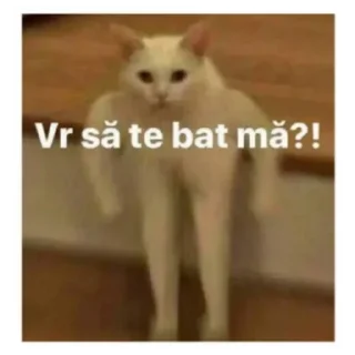 Телеграм стикер ℹ️ [ᴀʟᴛᴇʟᴇ]