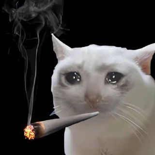 Video sticker 👻 싱글벙글 댕냥콘 2 @DCConSticker