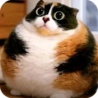 Telegram sticker 🐱 Міха