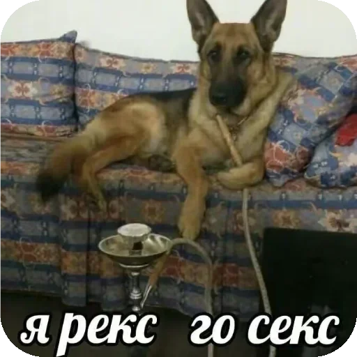 Telegram sticker 🌟 Котики от Река 2 @Rek_Tens