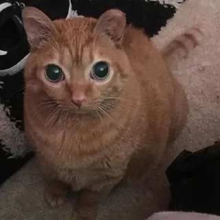 Telegram sticker 😳 𝔏𝔞𝔪𝔦𝔞 :: @fStikBot